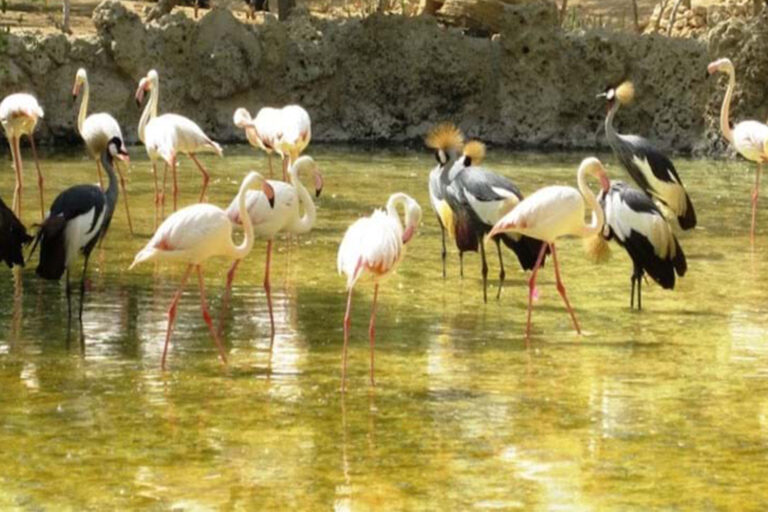 حديقة الطيور في كيش