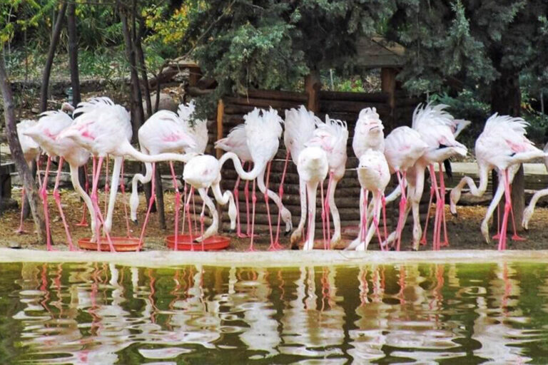 حديقة الطيور في طهران