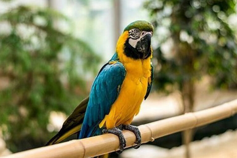 حديقة الطيور في طهران