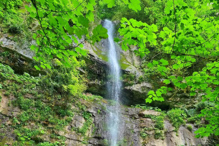 غابة تيلاكنار - مازندران