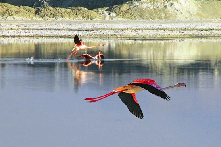 مستنقع بته خور نمين في أردبيل هو مقصد العديد من الطيور المهاجرة والأنواع المائية المختلفة، وله جماله الخاص الذي يستحق المشاهدة في كل فصل من فصول العام.