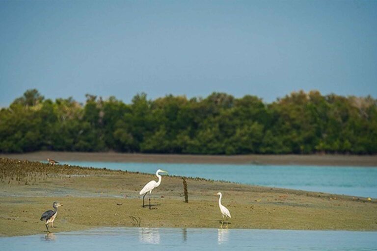 مستنقع بته خور نمين في أردبيل هو مقصد العديد من الطيور المهاجرة والأنواع المائية المختلفة، وله جماله الخاص الذي يستحق المشاهدة في كل فصل من فصول العام.