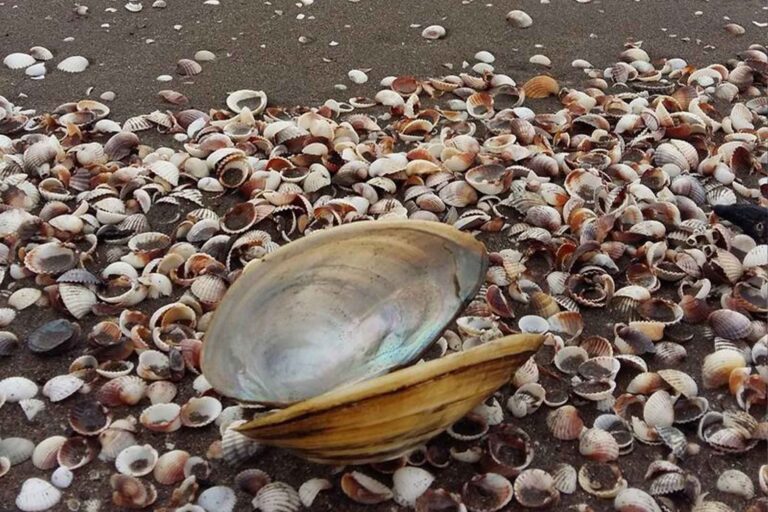 يعد شاطئ صدف أستارا الجميل أحد أنظف المناطق الساحلية في بحر قزوين