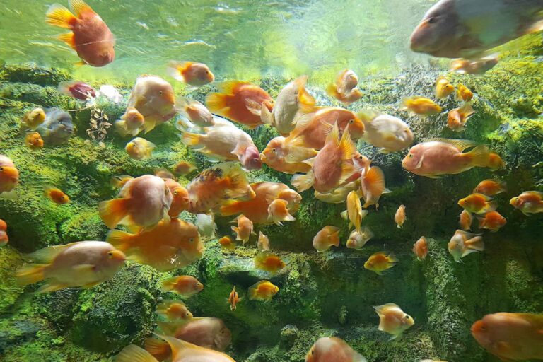 يعتبر حوض أسماك أنزلي (بالفارسية: آكواريوم انزلى) و الذي يضم أكثر من ٤٠ حوضًا مائيًّا، أكبر و أكثر أحواض الأسماك تجهيزًا في إيران